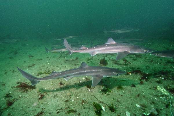 Pacific spiny dogfish - Alchetron, The Free Social Encyclopedia